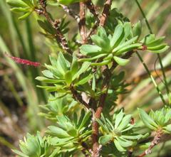 Cliffortia rigida