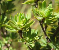Cliffortia rigida