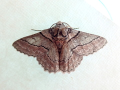 Hypobapta tachyhalotaria