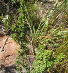 Cliffortia rigida