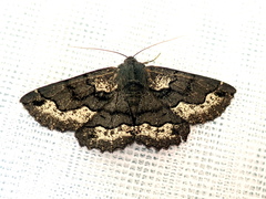 Melanodes anthracitaria