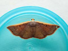 Picromorpha pyrrhopa