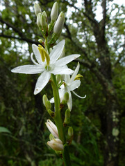 Chlorophytum bowkeri