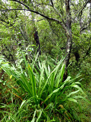 Chlorophytum bowkeri