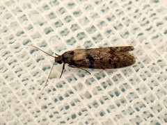 Palimmeces hemiphanes