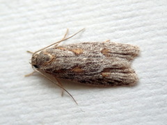 Phylomictis sarcinopa