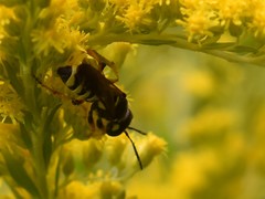 Cerceris arenaria