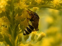 Cerceris arenaria