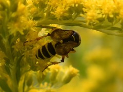 Cerceris arenaria