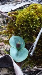 Chiloglottis grammata