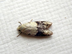 Tracholena sulfurosa