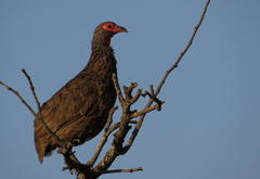 Pternistis swainsonii swainsonii