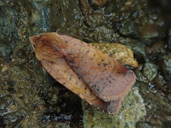 Diarsia ruficauda