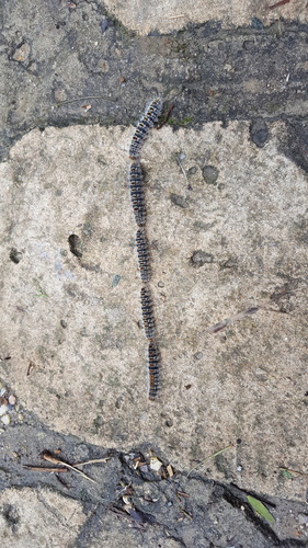 Pine Processionary-moth, Sidi Bou Said, Carthage, Tunisia, photo 7 of 10