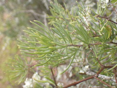 Asparagus crassicladus