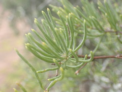 Asparagus crassicladus
