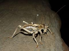 Acanthoproctus cervinus