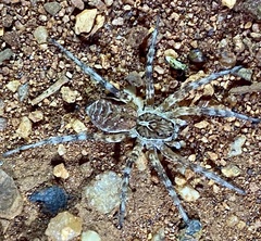 Tasmanicosa stella