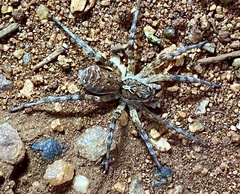 Tasmanicosa stella