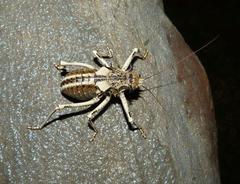 Acanthoproctus cervinus