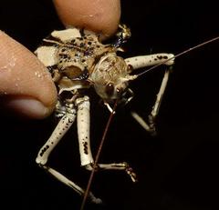 Acanthoproctus cervinus