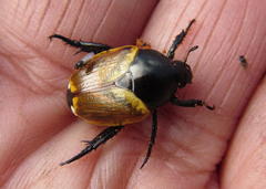 Popillia bipunctata