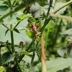 Polistes quadricingulatus