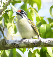 Pogoniulus pusillus
