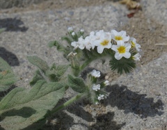 Heliotropium hirsutissimum