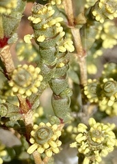 Tecticornia indica
