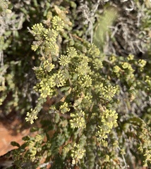 Tecticornia indica