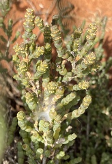 Tecticornia indica