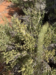 Tecticornia indica