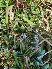 Zieria prostrata