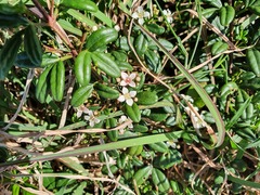 Zieria prostrata