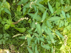 Persicaria mitis