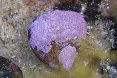 Mesophyllum macroblastum