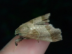 Datanoides misakiensis