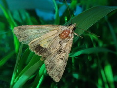 Triphaenopsis cinerescens