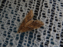 Elophila turbata