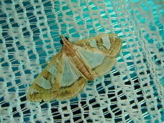Glyphodes pyloalis