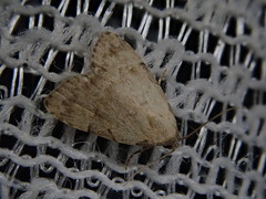 Mimachrostia fasciata