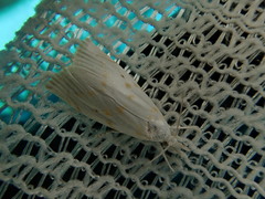 Calamotropha paludella