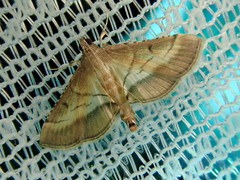Cnaphalocrocis pilosa