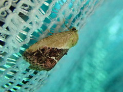 Maliattha chalcogramma