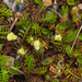Leptinella squalida mediana - Photo (c) Shirley Kerr, algunos derechos reservados (CC BY-NC), subido por Shirley Kerr