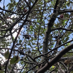 Pycnonotus leucogenys