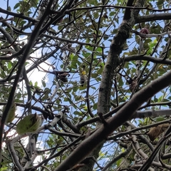 Pycnonotus leucogenys