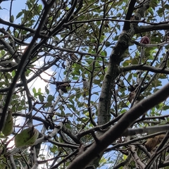 Pycnonotus leucogenys