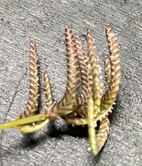 Eragrostis dielsii
